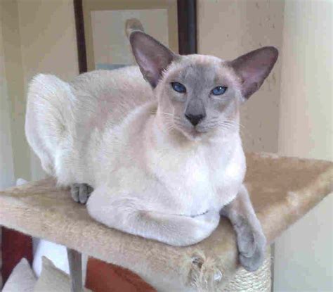 Kitty Cats In My Life Modern Siamese Cats Pictures Of Cats