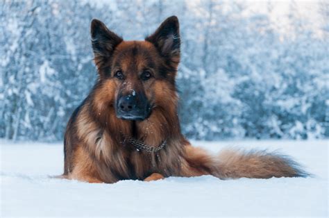 German Shepherd Dog Breed Information Images Characteristics Health