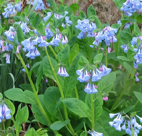 Native Plants This Spring Virginia Bluebells Shade Loving Perennials