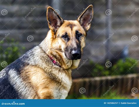 German Shepherd Dog Breed Female Stock Image Image Of Powerful Head