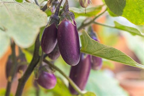 Eggplant Spacing How Far Apart To Plant Gardeners Path