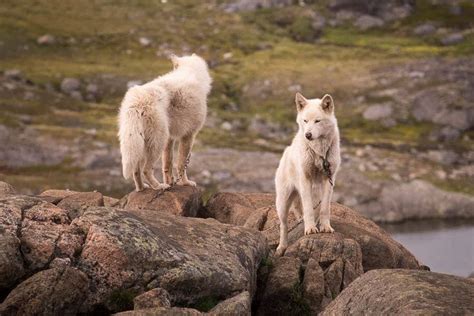 Greenlandic Sled Dogs Guide To Greenland