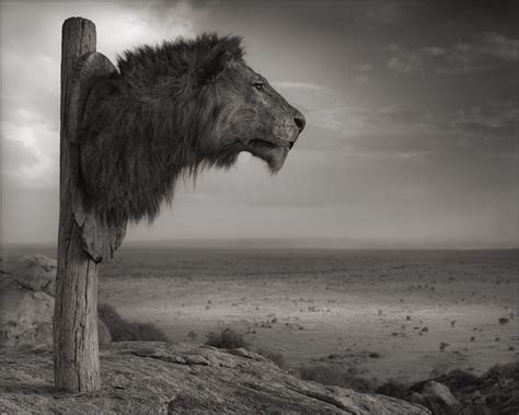 Nick Brandt Across The Ravaged Land Nick Brandt Wilde Tiere Tiere