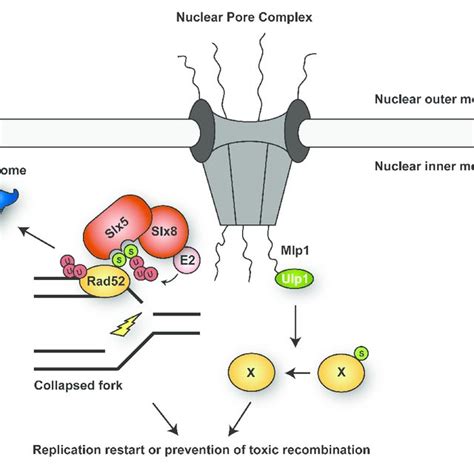Ubiquitylation And Sumoylation Of Rpa Under Conditions Of Replicative