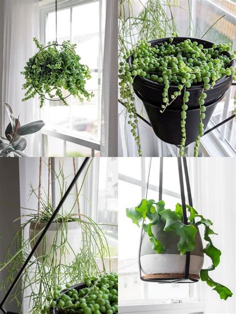 16 Of The Best Indoor Hanging Plants Stunning Trailing Houseplants