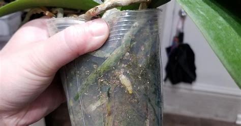 Phal Orchid Roots Album On Imgur