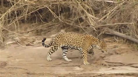 Jaguar Encounter On The Way To Tambopata Research Center Peruvian