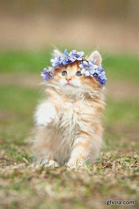 Little Princess Cats And Kittens Cute Cats Cats Cats Kittens