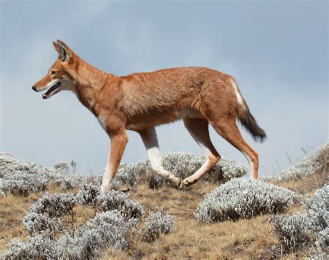 Ethiopian Wolf Canis Simensis On Bale Mountains National Park