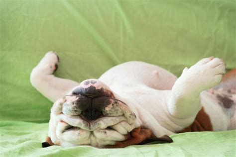 Dogs Stomach Making Noises While Sleeping 9 Main Causes