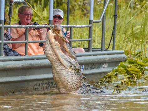 Swamp Tour In New Orleans What To Expect Info Photos And The Best Tours