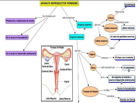 Aparato Reproductor Femenino