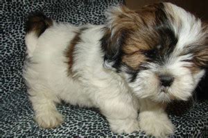 Elite british kitten from europe with excellent pedigree. Shih-tzus For Sale in Manhattan | Manhattan Puppies & Kittens