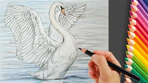 How To Draw A Swan Step By Step Easy Youtube