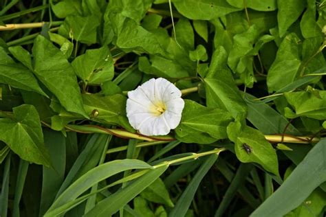 Common Weeds In Uk Gardens