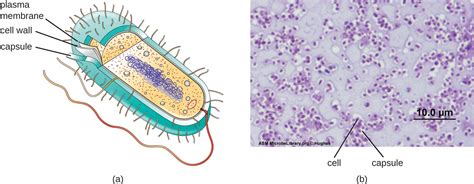 23 Unique Characteristics Of Prokaryotic Cells Allied Health