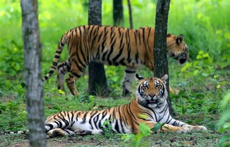 Premium Photo Two Bengal Tigers In Jungle