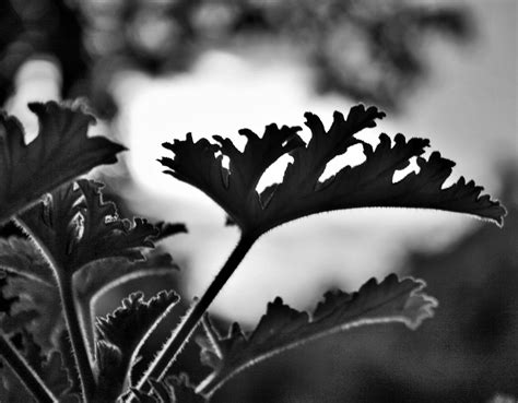 Geranium Leaf In Bandw Free Stock Photo Public Domain Pictures