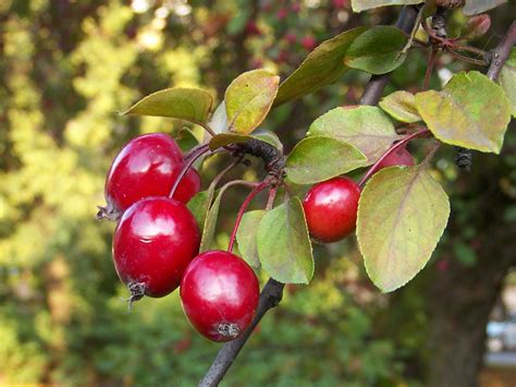 Flowering Crabapple Tree Fruit Malus Hargozamharvest Gold The