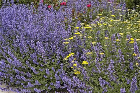 Examples of catmint in a sentence. Walker's Low catmint named perennial of year | Mississippi ...
