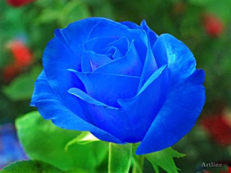 Pedi beautiful flowers glass vase wedding inspiration home decor floral arrangements flowers blue flowers. Natural Blue Roses | blue rose with grreen leaves lovely ...