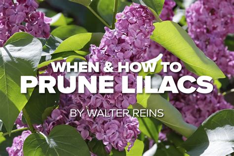 Russell Tree Experts — When And How To Prune Lilacs In 2021 Lilac