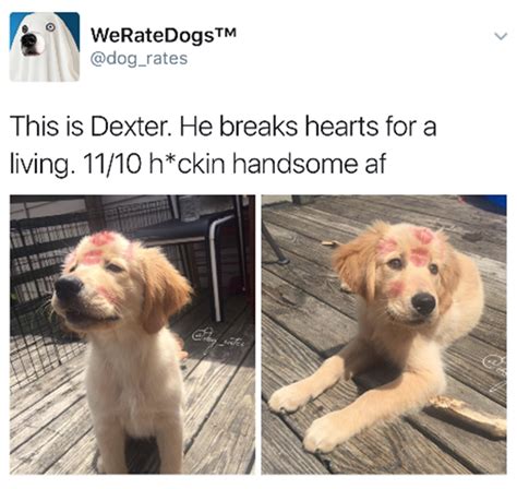 We Rate Dogs Are Hilarious 16 Pics