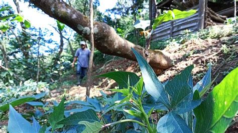 Kehidupan Rumah Bambuberkebun Bersihkan Rumput Memasak Oseng Daun