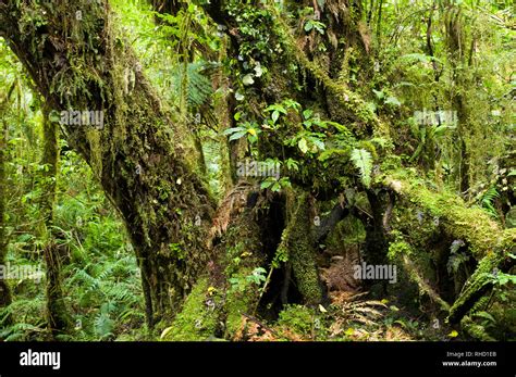 New Zealand Rainforest South Island Stock Photo Alamy