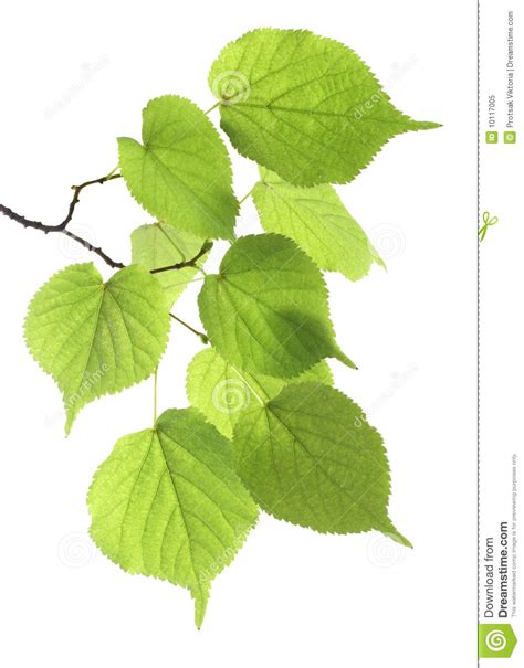 Branch Green Leaf Stock Image Image Of Leaf Nature 10117005