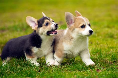 Corgi Puppy Wallpapers Wallpaper Cave