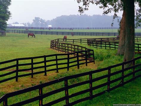 Desktop Wallpapers Animals Backgrounds Horse Farm Goshen Kentucky