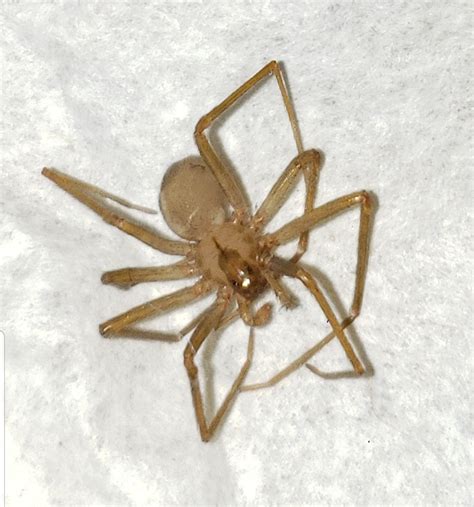 Just Found This Brown Recluse In My 5 Yo Daughters Bed Rnope