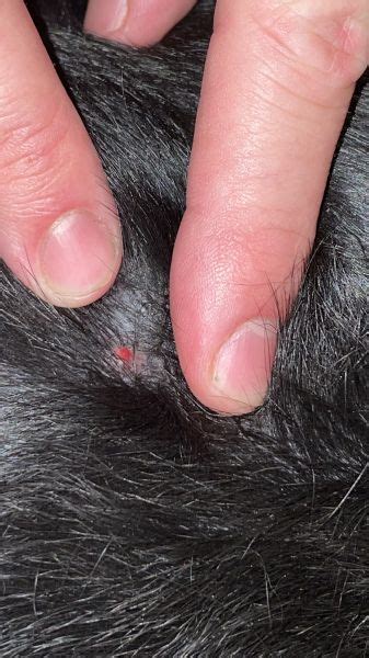 Red Bump On Dog Vet Help Direct