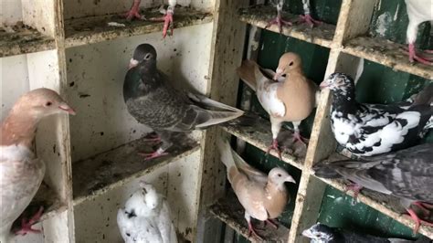 Young Coloured Racing Pigeons Started To Moult Youtube