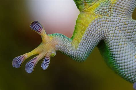 Top 5 Weird Stories And Facts About Geckos Pethelpful