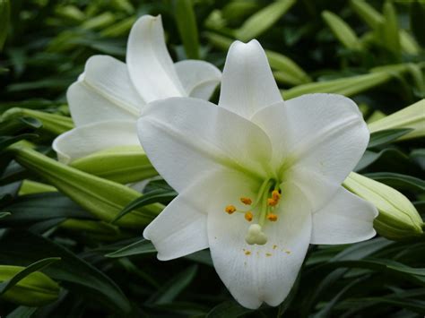 Pure Looking Easter Lilies Once Had Saucy Connotations Day The Star
