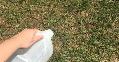 Easy Way To Fix Burnt Grass And Dog Urine Spots Hometalk