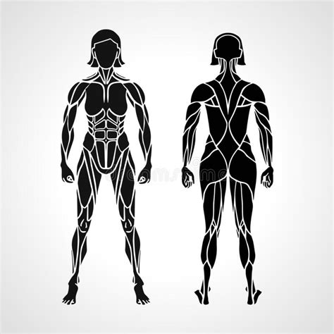 Female Muscular System Anatomy Stock Photo Illustration Of