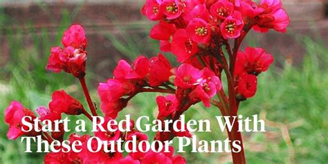 Outdoor Plants In Passion Red The Thursd Floral Trend Color Of 2023