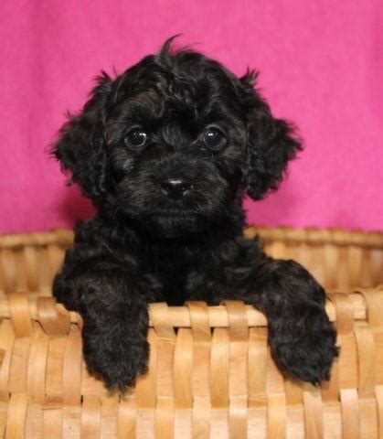 This cavapoo puppy is super sweet and cute as can be! CRYSTAL - F1 CAVAPOO for Sale in Havana, Minnesota ...