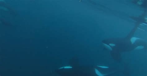 Killer Whales Swimming Underwater · Free Stock Video