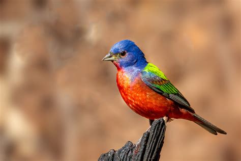 Texas Birds T Kahler Photography