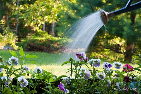 Dobbies horticultural director, marcus eyles, agrees: When Is the Best Time to Water the Vegetable Garden ...