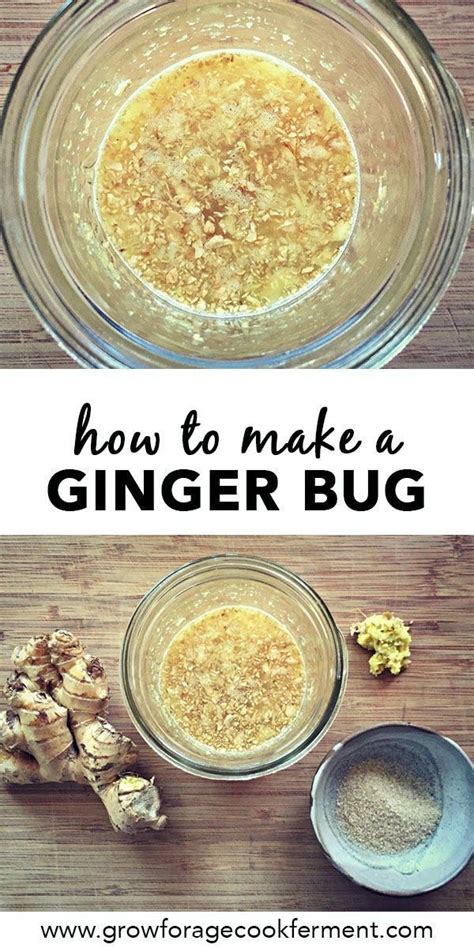 Ginger Bug Recipe Ginger Bug Fermentation Recipes