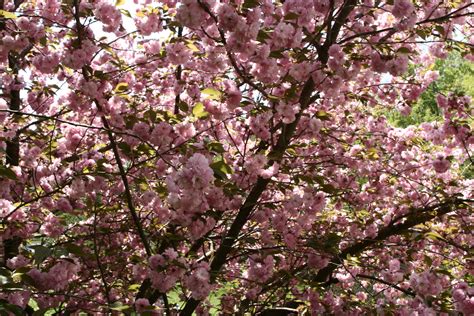 Spring Tree Bloom Pink Trees Free Nature Pictures By Forestwander