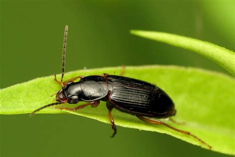 Ground Beetle Guide