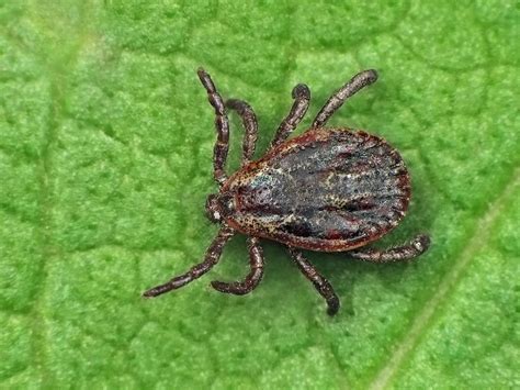 Ticks are external parasites, living by feeding on the blood of mammals, birds, and sometimes reptiles and amphibians. Wisconsin Ticks: Tick Biology, Diseases, and Personal ...
