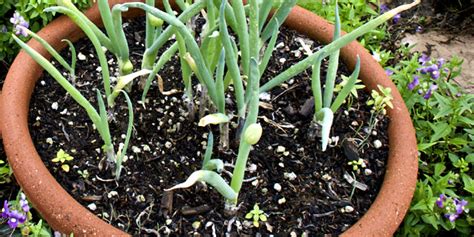 How To Grow Onions Growing Onions In Container Onion Care Naturebring