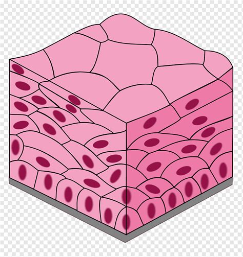 Cuboidal Epithelial Tissue